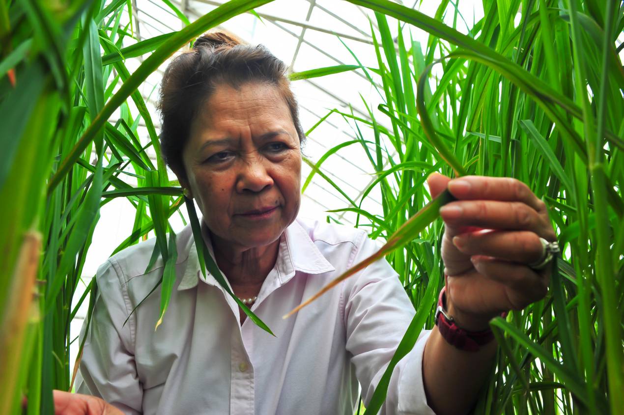 International Rice Research Institute (IRRI)